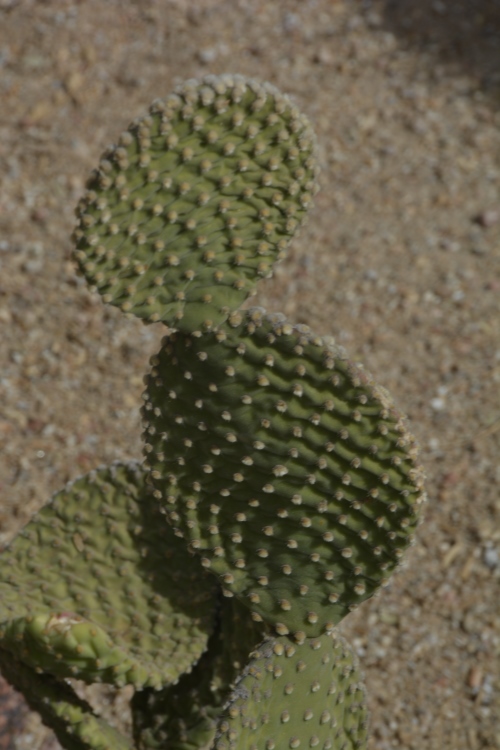 bunny ears prickly pear